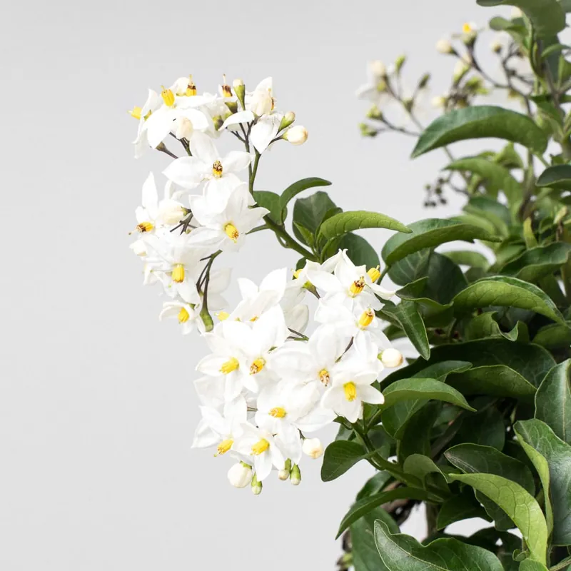 Más Vendido Solanum jasminoides