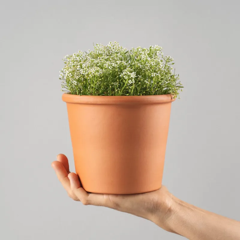Lobularia maritima (Aliso) Precio De Fábrica