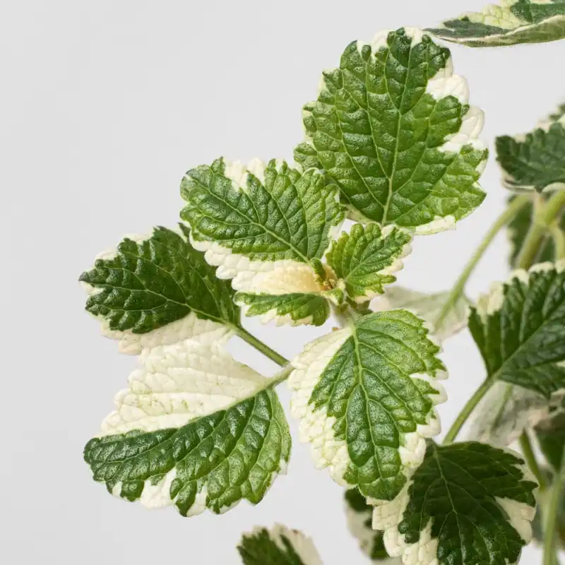 Plectranthus coleoides (Planta de Incienso) Directo De Fábrica