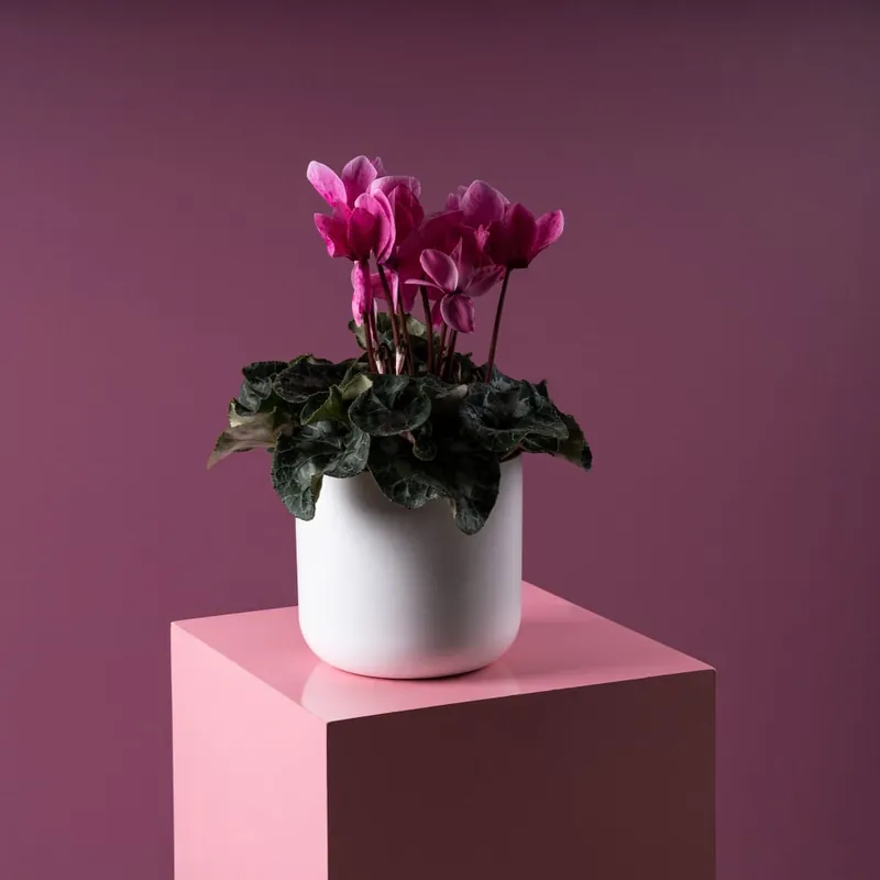 Garantía De Devolución De Dinero Cyclamen (varios colores)