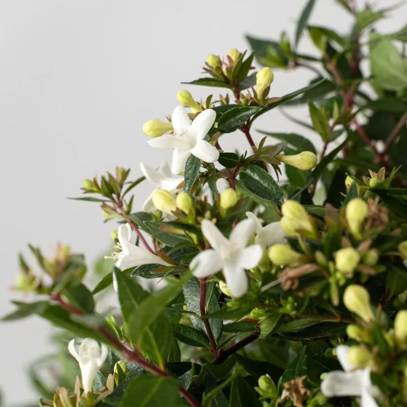Oferta Especial Abelia × grandiflora 'Prostrata'