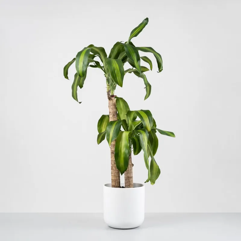 Exclusivo Dracaena fragrans 'Massangeana'