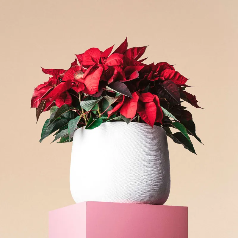 De Moda Flor de Pascua (Centro de mesa)