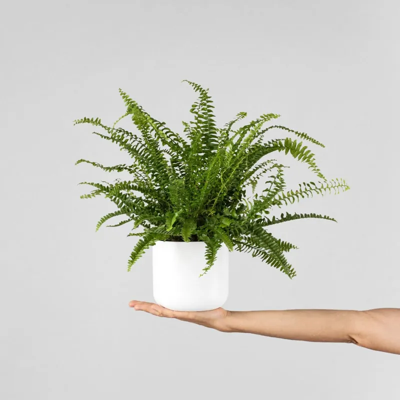 De Moda Helecho Nephrolepis exaltata 'Boston'