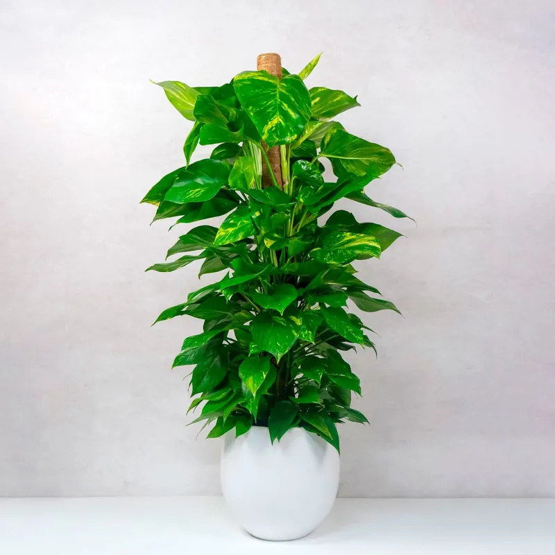 Compra Ahora Potho - con tutor (Epipremnum aureum)