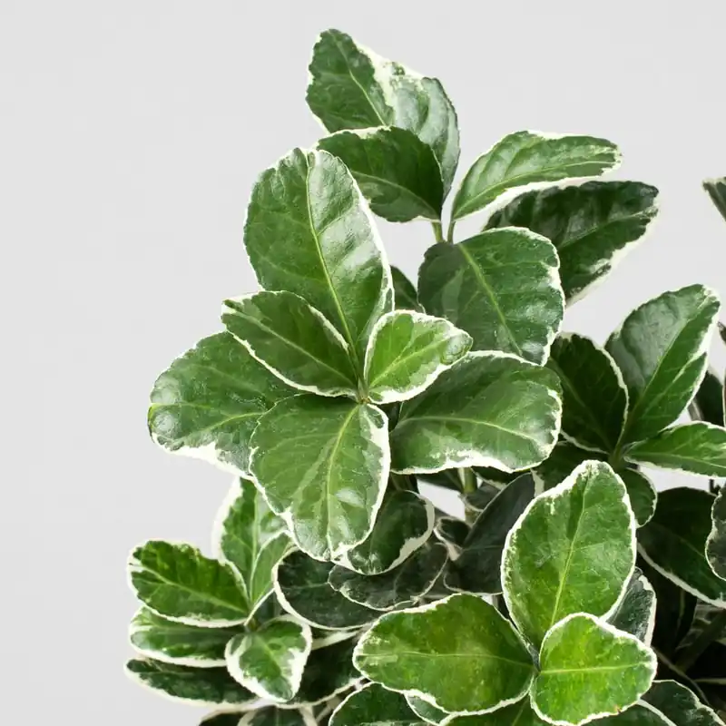 Evónimo plateado - Euonymus japonicus 'Albomarginatus' Garantía Incluida