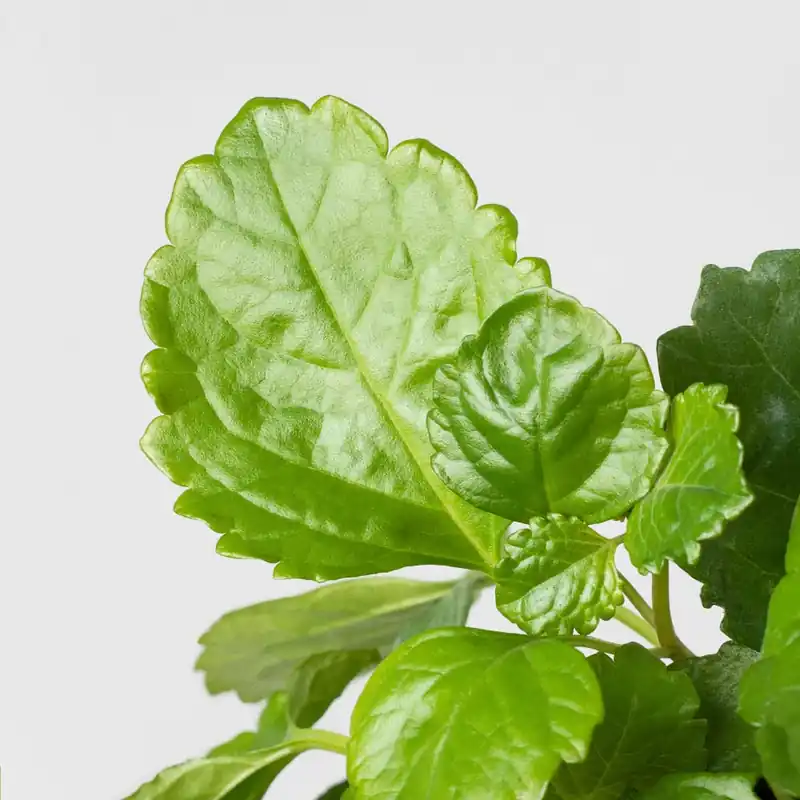 Plectranthus australis (Planta del Dinero) Económico