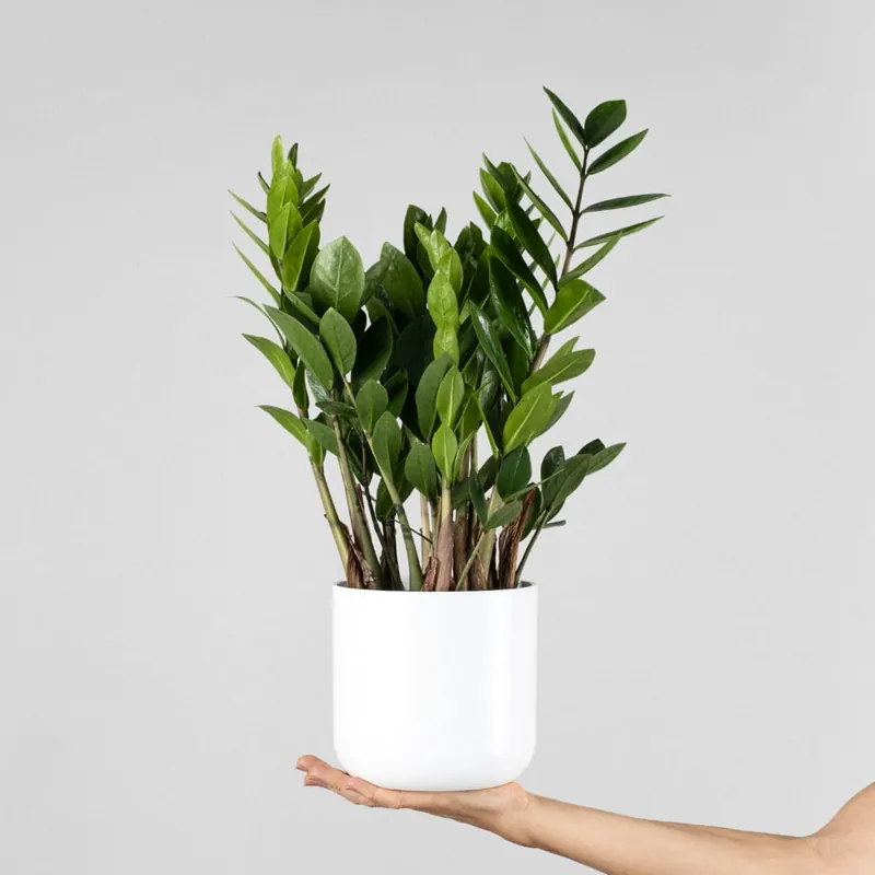 Zamioculcas zamiifolia Descuento