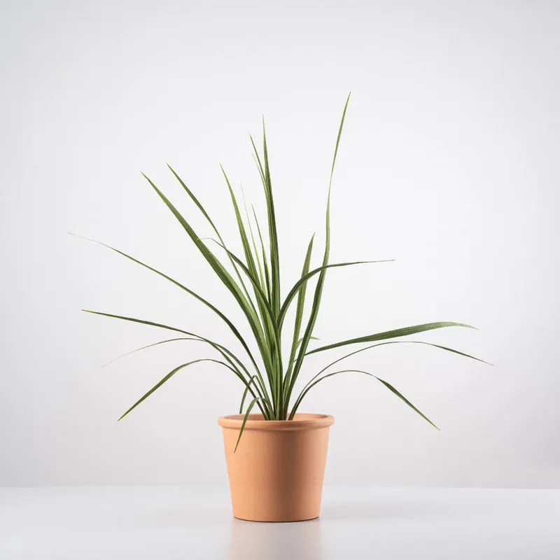 Edición Limitada Cordyline australis