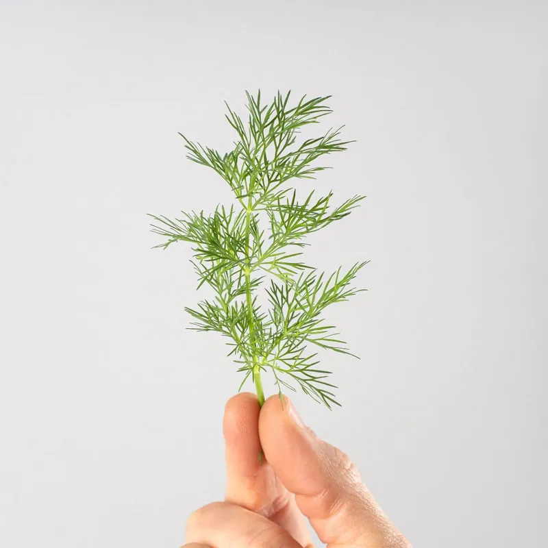 Solo Hoy Eneldo (Anethum graveolens) - Planta aromática