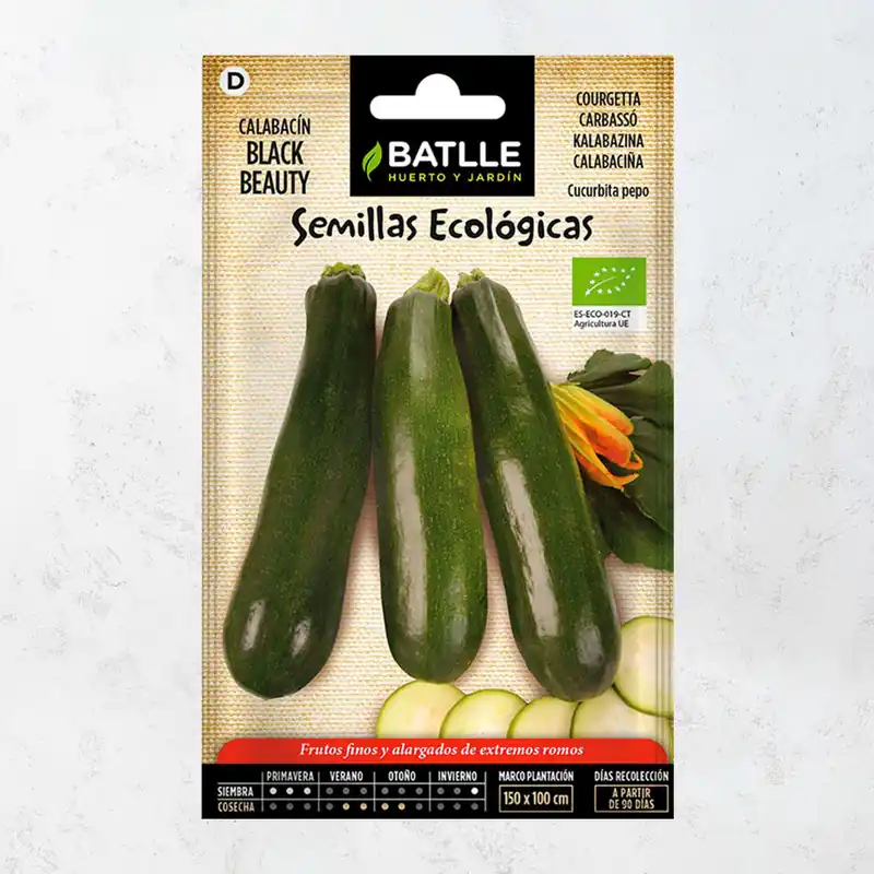 Semillas ecológicas de calabacin bellezza negra Promoción Exclusiva