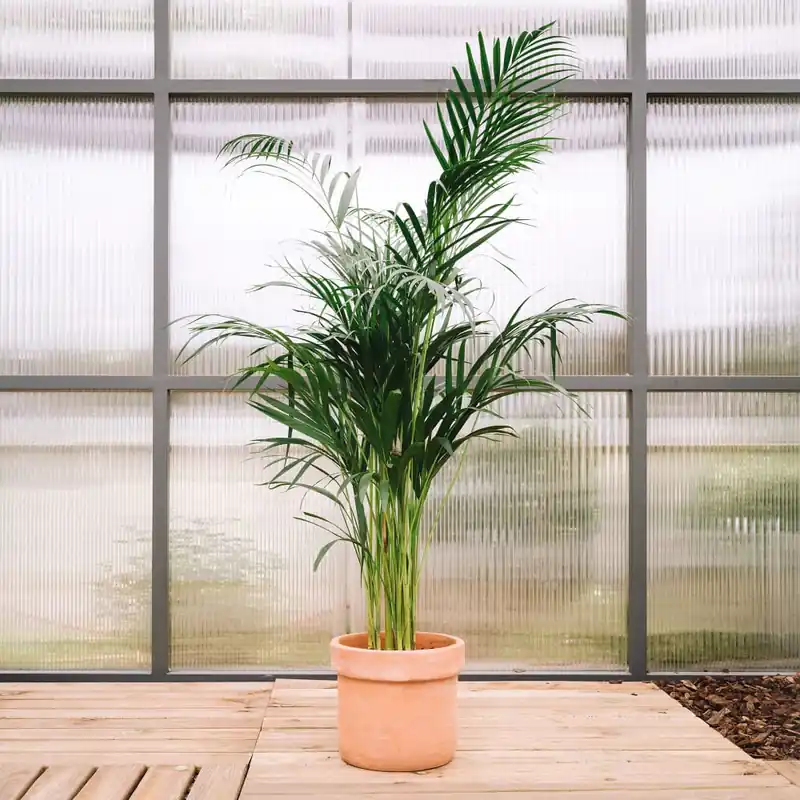 Areca Gran Oferta