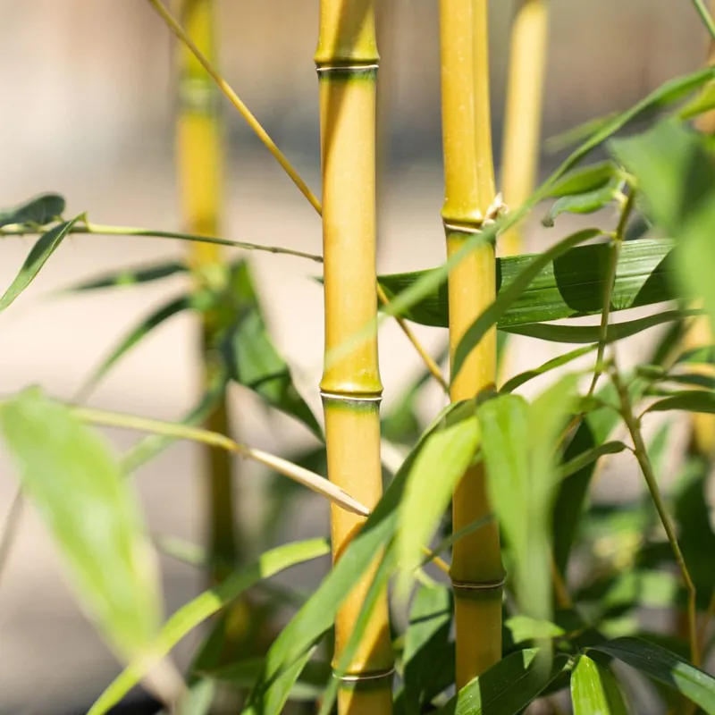 Phyllostachys 'Aureocaulis' (Bambú amarillo con surco) Promoción
