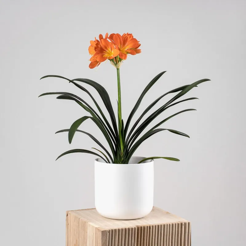 Popular Clivia miniata
