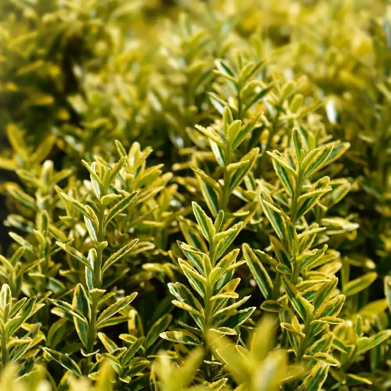 Evónimo enano dorado - Euonymus pulchellus 'Aurea' Certificado