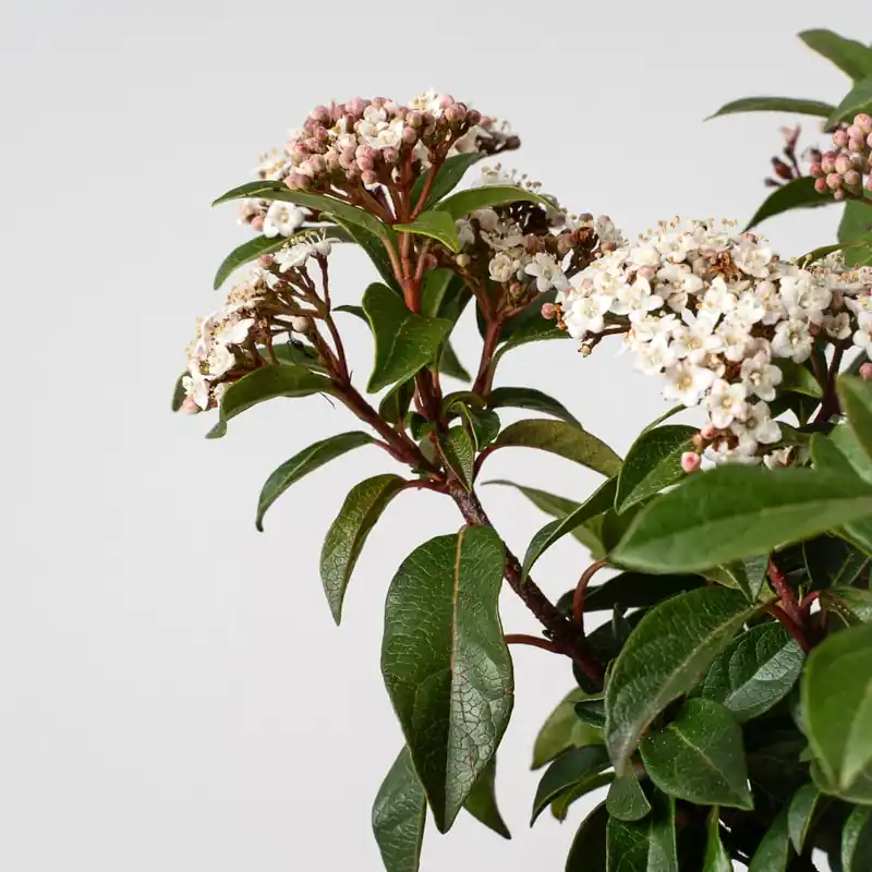 Viburnum tinus (Durillo Común) Oferta De Temporada