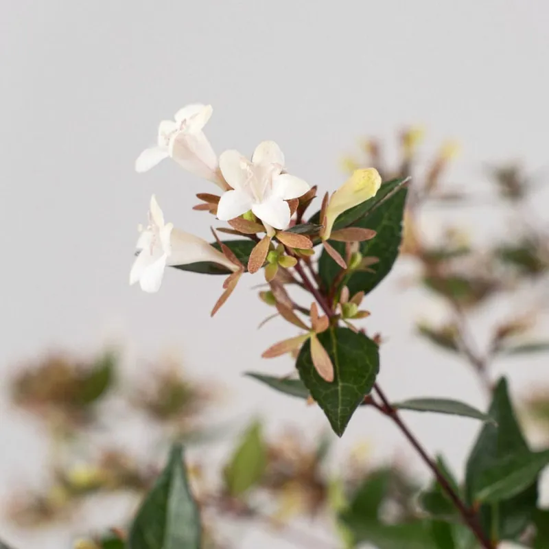 Abelia grandiflora Económico