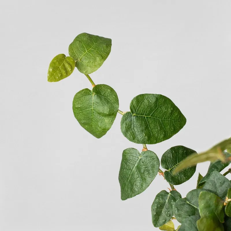 Envío Exprés Ficus pumila