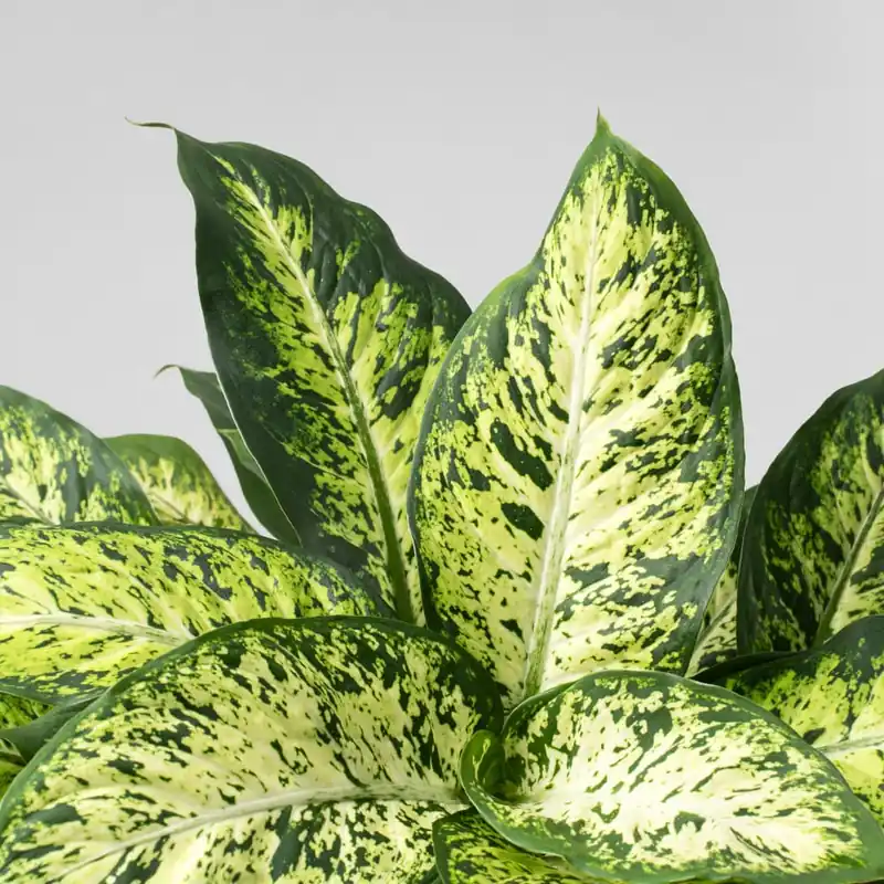 Dieffenbachia 'Compacta' Tendencia