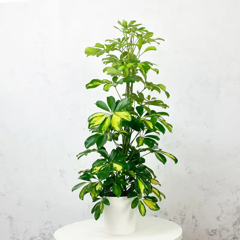 Nueva Colección Schefflera 'Gold Capella'