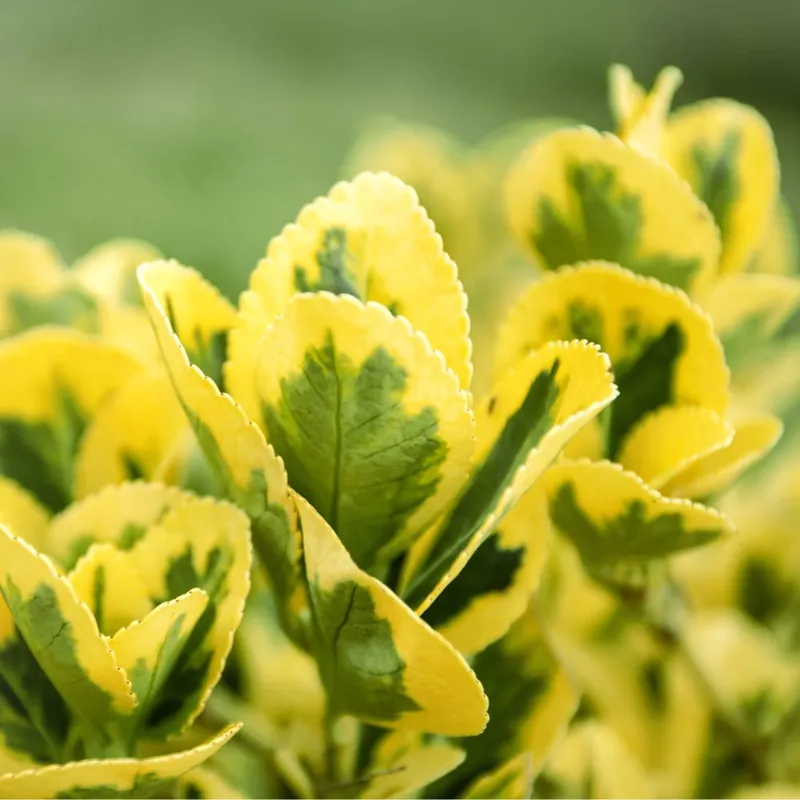 Pago Seguro Evónimo dorado - Euonymus japonicus 'Aurea'