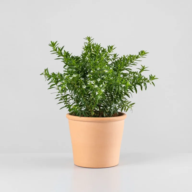 Cuphea hyssopifolia Ocasión Especial
