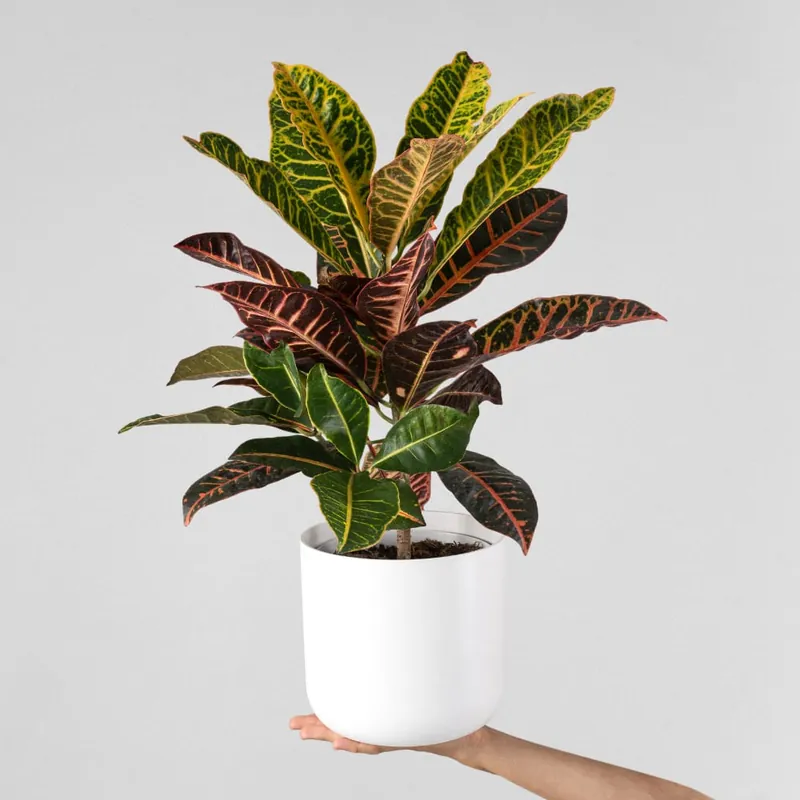 Nueva Colección Codiaeum variegatum 'Petra'