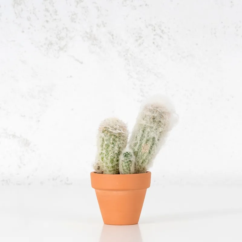 Cactus (variados) Gran Oferta
