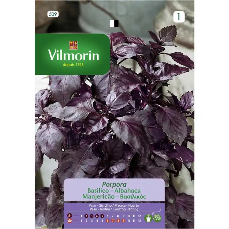 Promoción Semilla albahaca púrpura