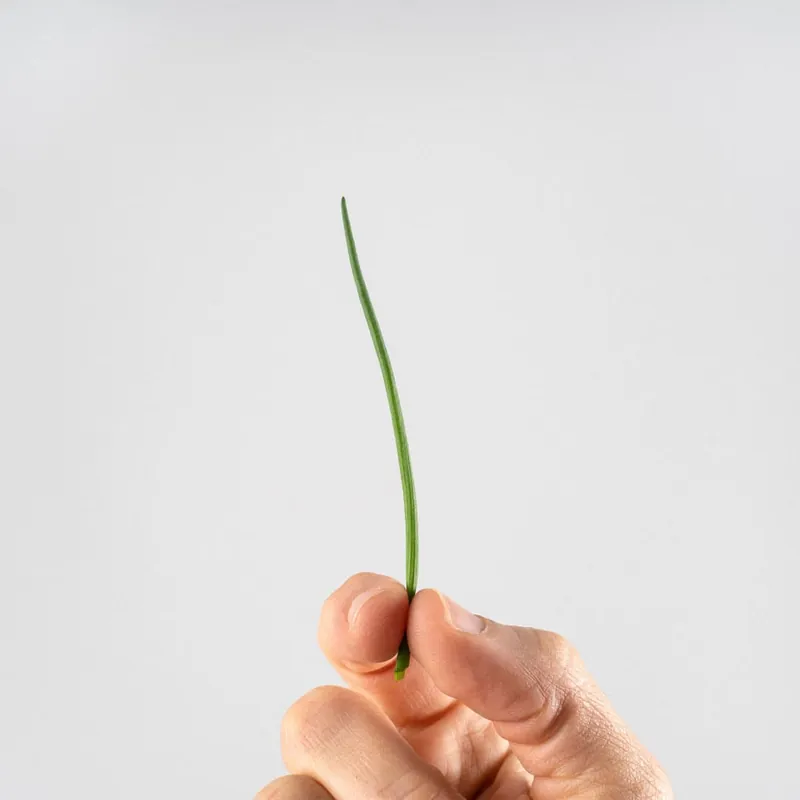 Cebollino - Planta aromática Mayoreo