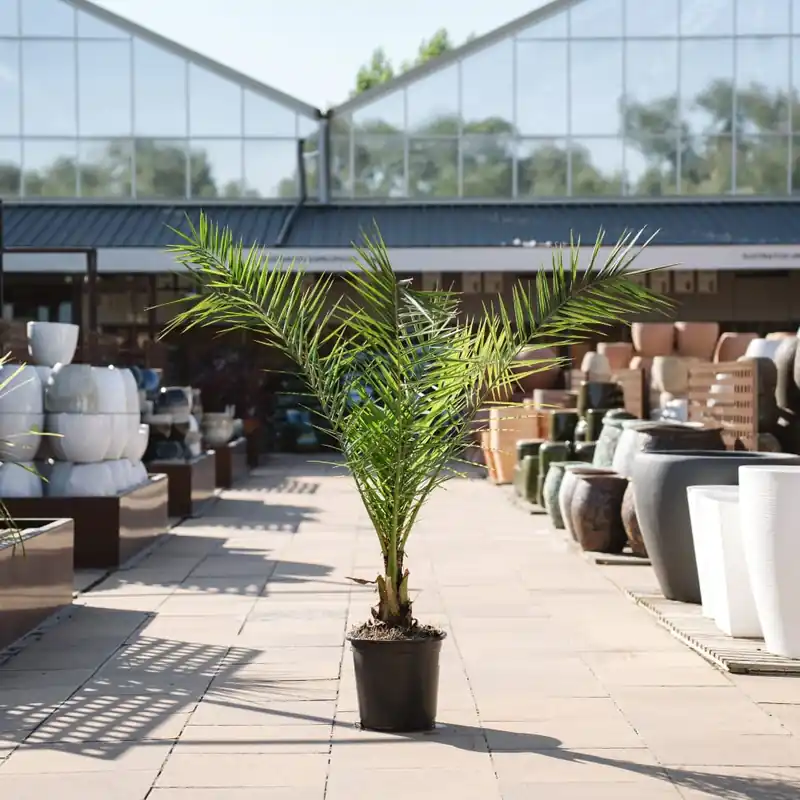 Compra Ahora Phoenix canariensis (Palmera canaria)