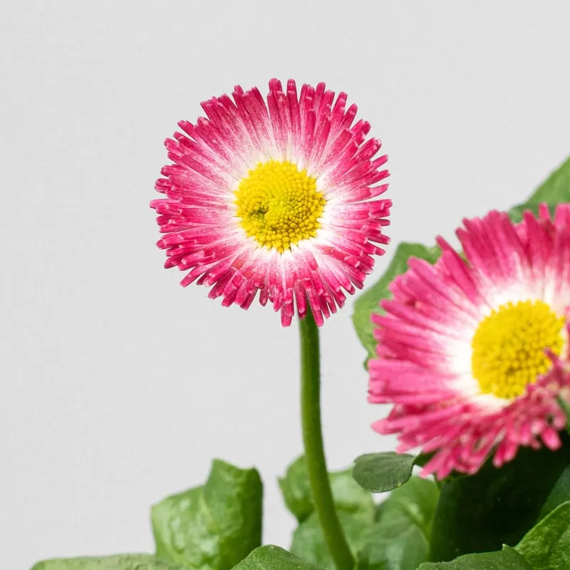 Precio De Oferta Bellis perennis (Margatita de los prados)
