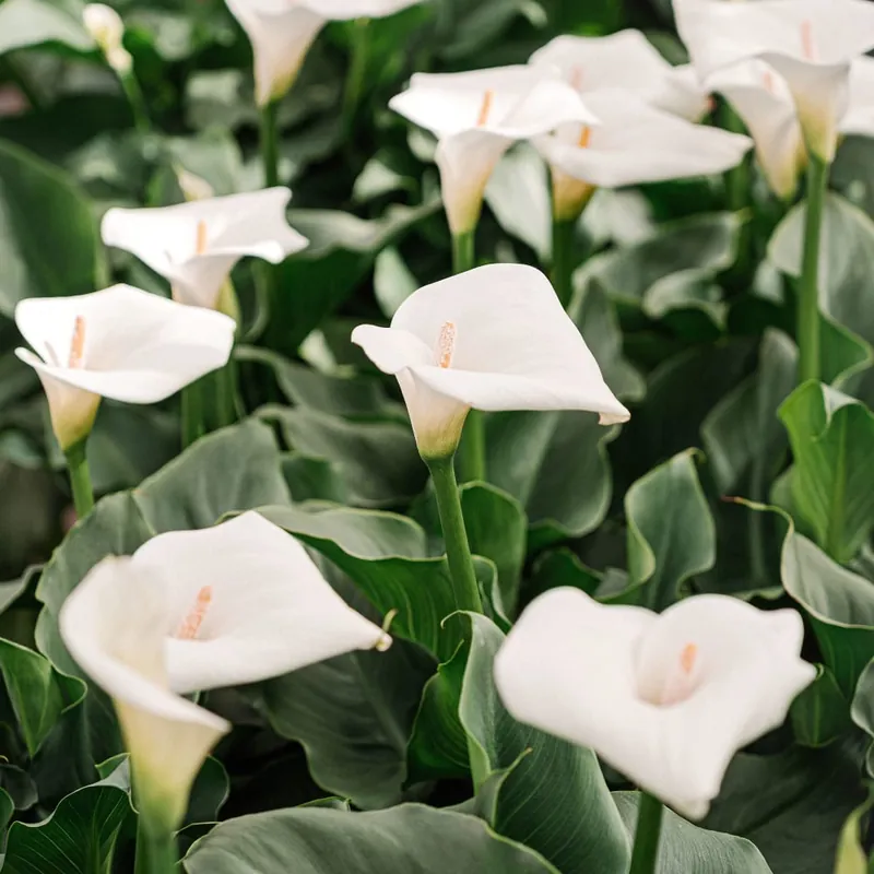 Zantedeschia aethiopica (Cala blanca) Edición Limitada