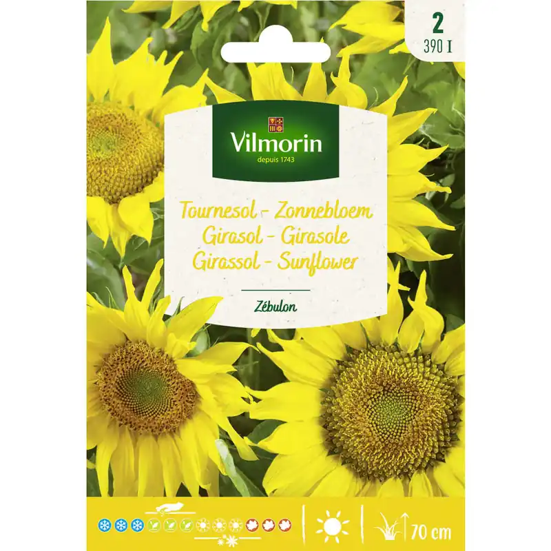 Semilla girasol zebulon Alta Calidad