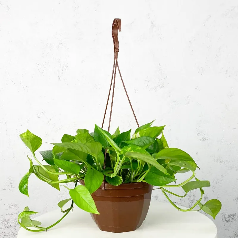 Precio Reducido Potho - colgante (Epipremnum aureum)