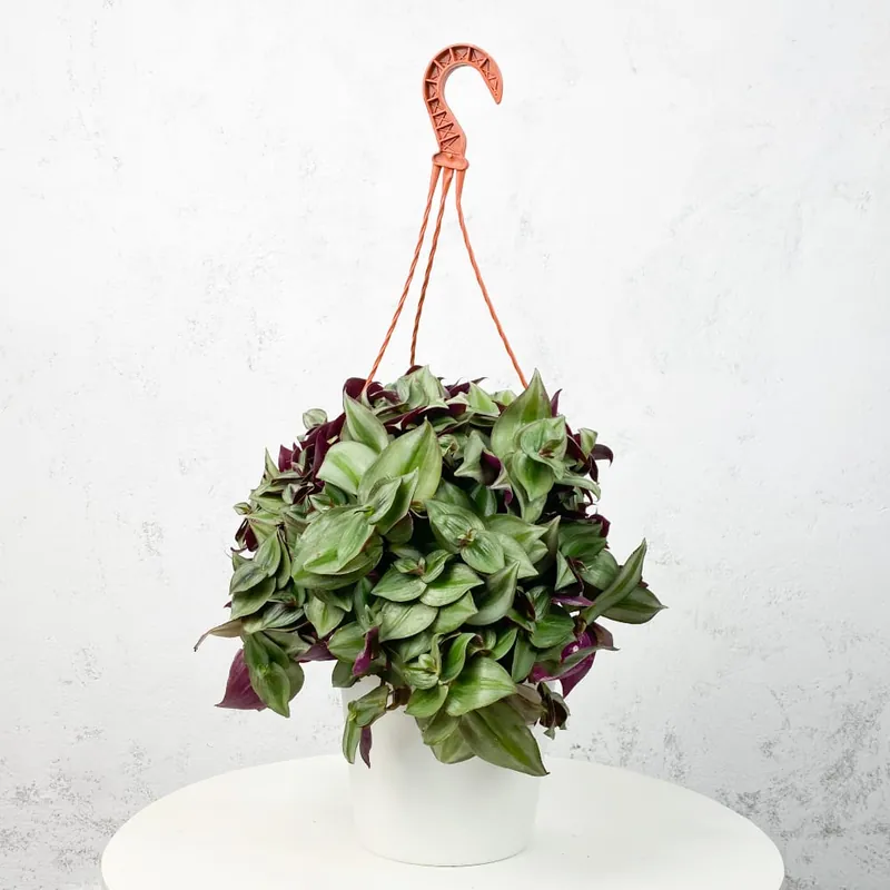 Tradescantia zebrina Última Oportunidad