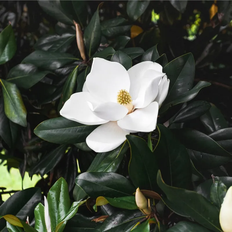 No Te Lo Pierdas Magnolia grandiflora