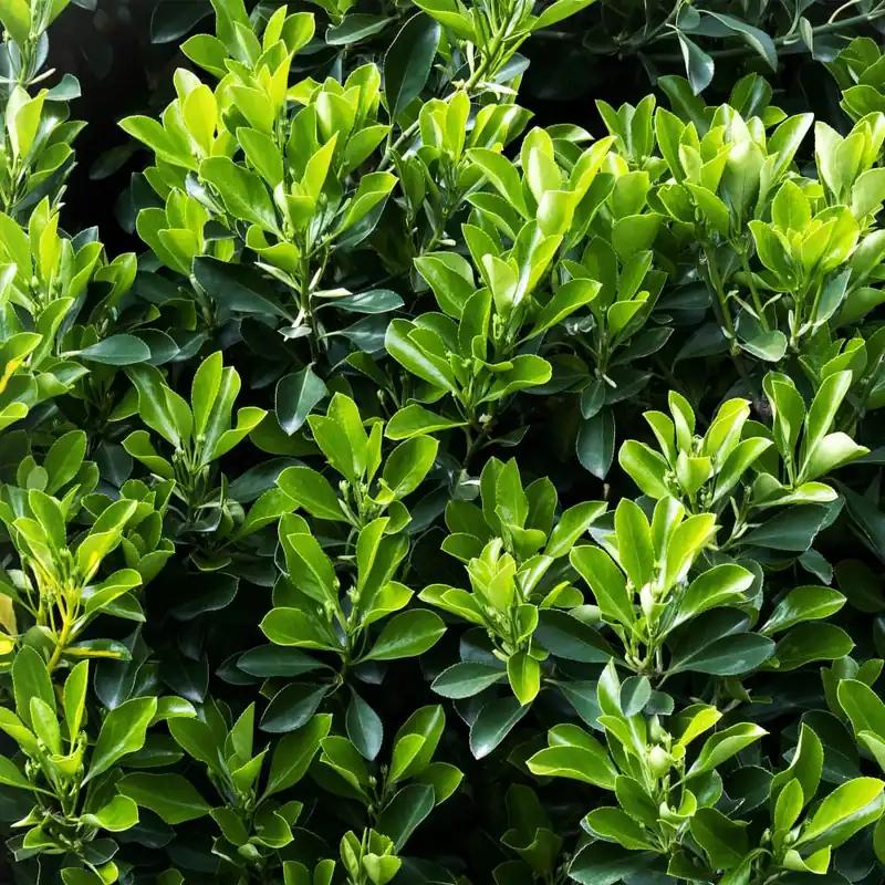 Devolución Gratuita Evónimo verde - Euonymus japonicus