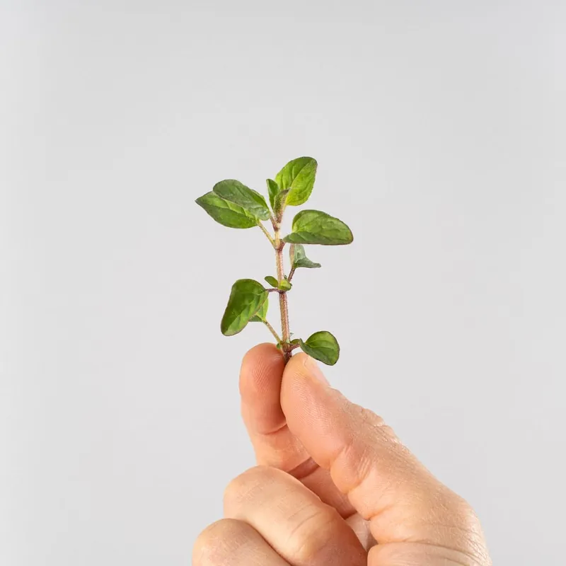 Orégano (origanum vulgare) - Planta aromática Exclusivo