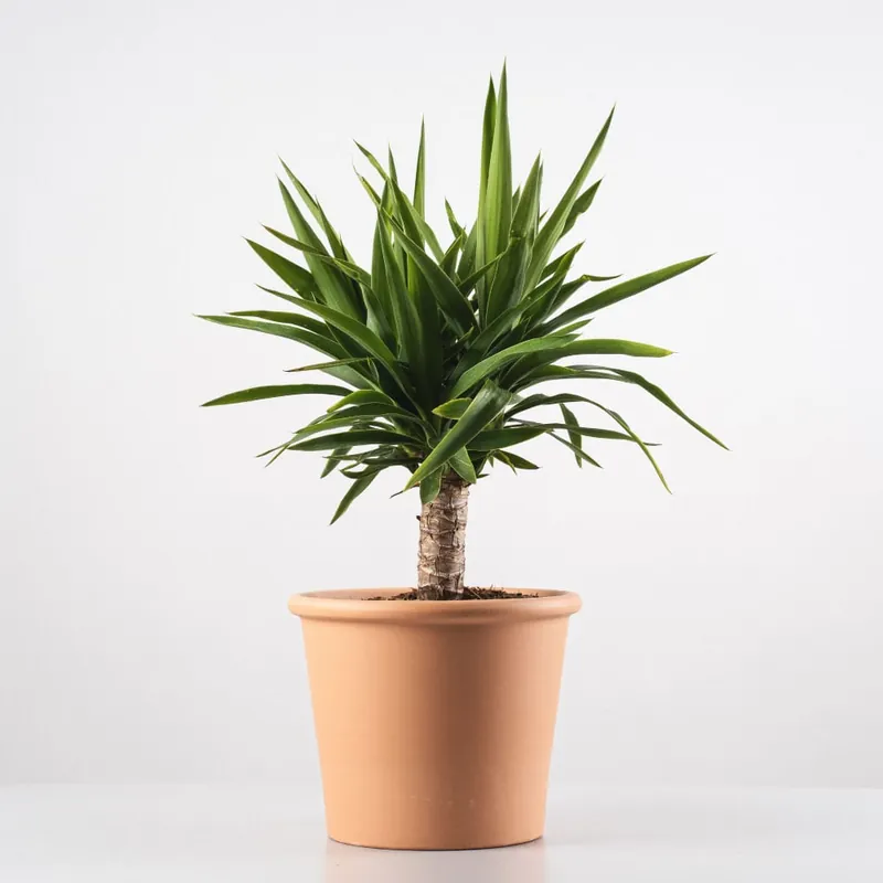 Yucca gigantea Envío Gratis