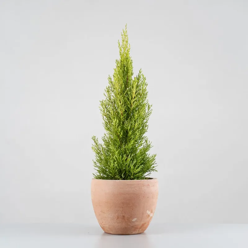 Barato Ciprés de Monterrey - Ciprés macrocarpa 'Golden Wilma'