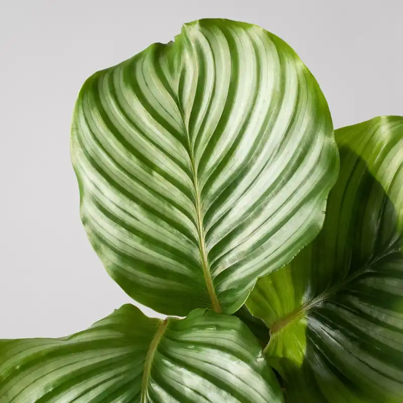 Súper Precio Calathea orbifolia