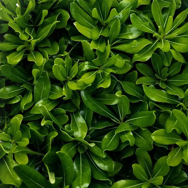 Pittosporum tobira 'Nana' Precio De Fábrica