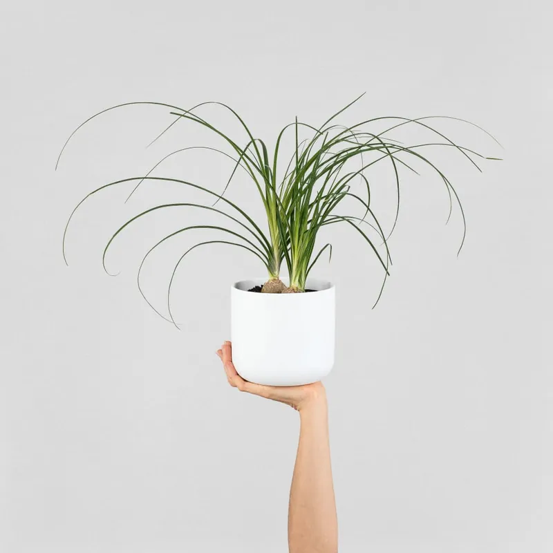 Venta Final Beaucarnea recurvata