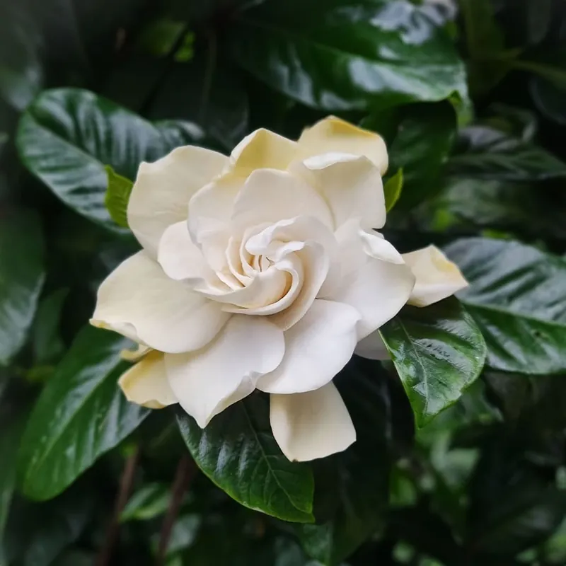 Hecho A Mano Gardenia jasminoides para exterior