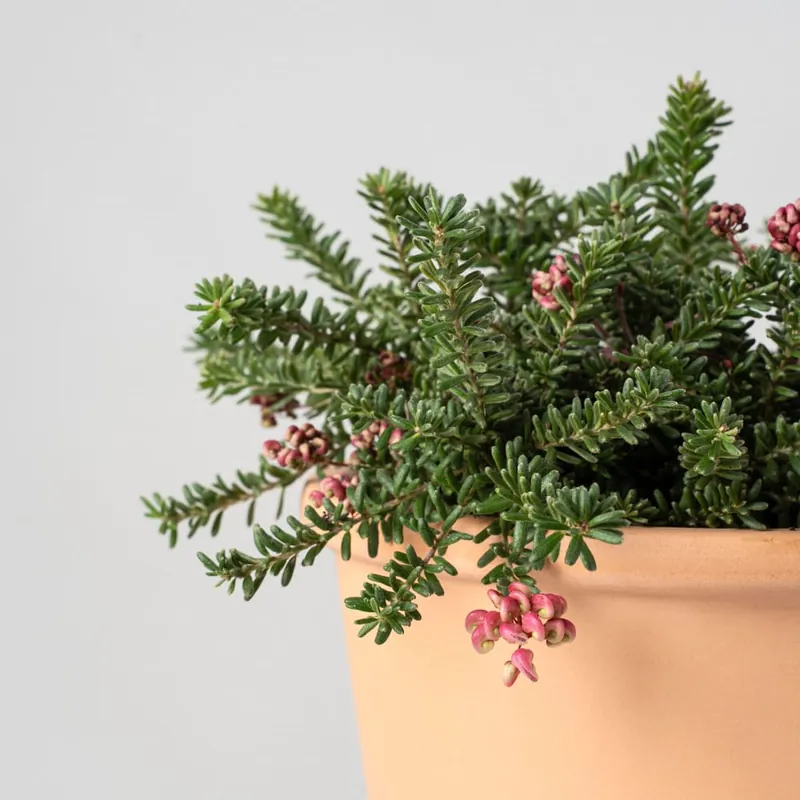 Compra Ahora Grevillea lanigera 'Mt Tamboritha'