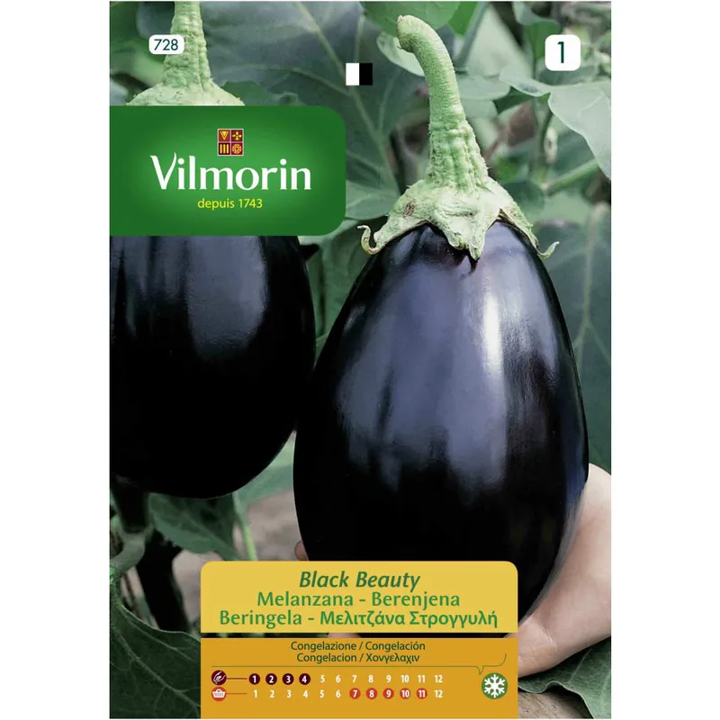 Solo Hoy Semilla berenjena black beauty
