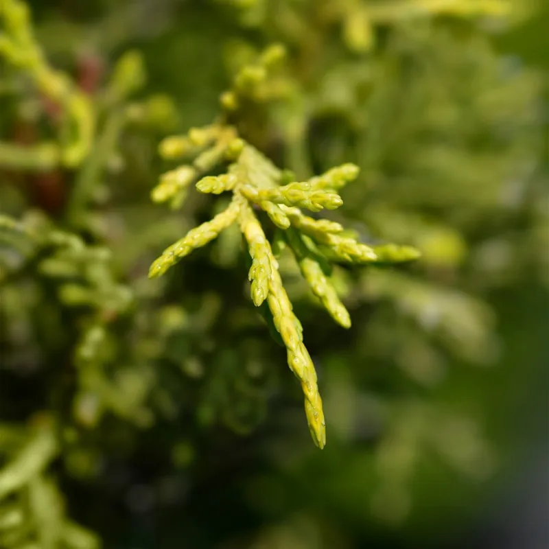 Novedad Enebro de Pfitzer - Juniperus × pfitzeriana 'Old Gold'