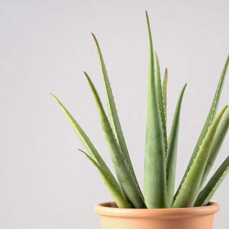 Compra Hoy Aloe vera