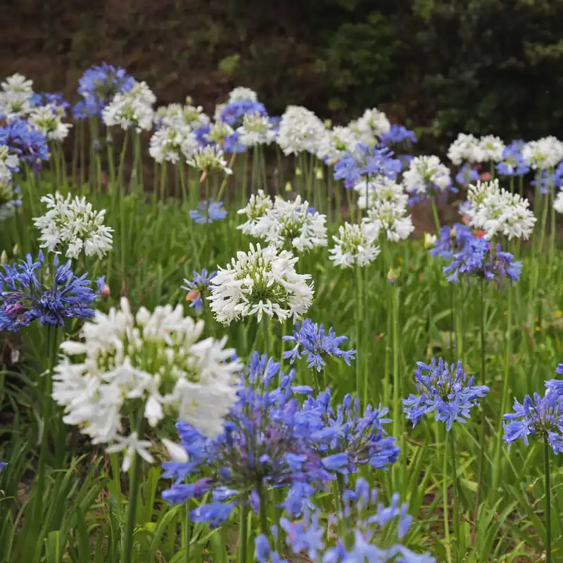 Directo De Fábrica Aagapanthus africanus (Agapanto)